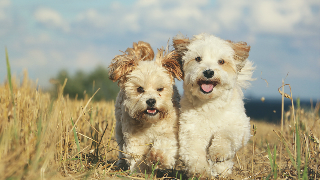 Zwei Hunde laufen frontal auf einen zu